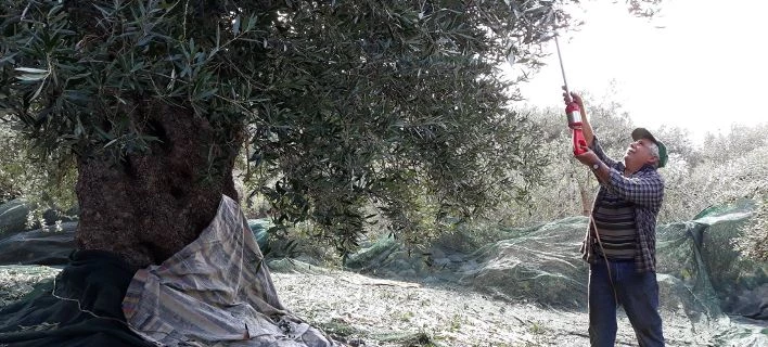 Σαρώνει στην Ευρώπη το ελαιόλαδο της Ιεράπετρας -Δημοπρατήθηκε στην Ολλανδία έναντι 1.020 ευρώ το λίτρο! (βίντεο)